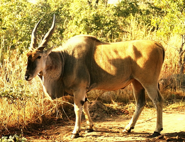 Taurotragus oryx