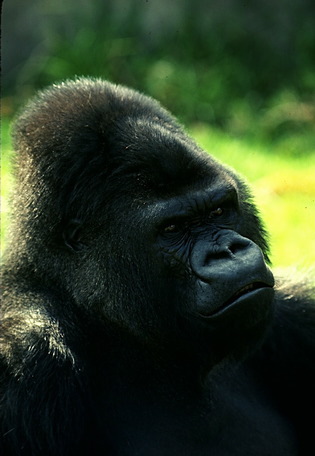 gorilla_3