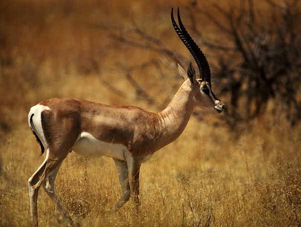 grants_gazelle