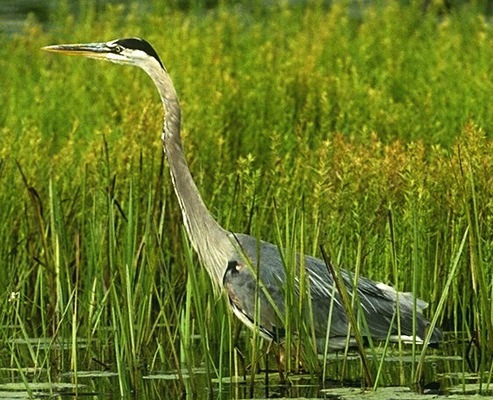 Ciconiiformes