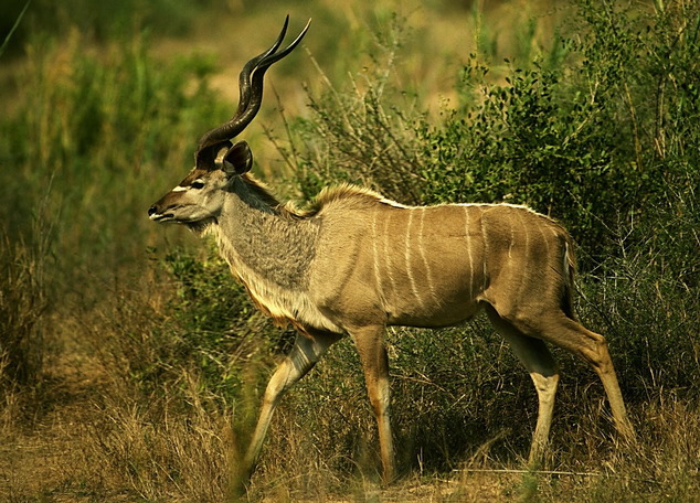 greater_kudu