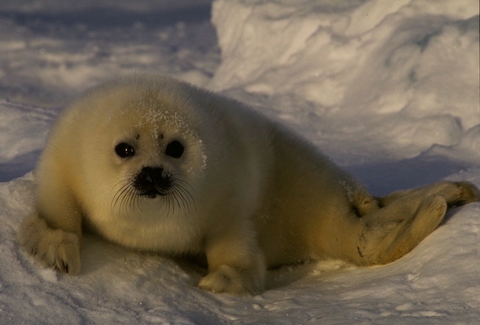 harp_seal