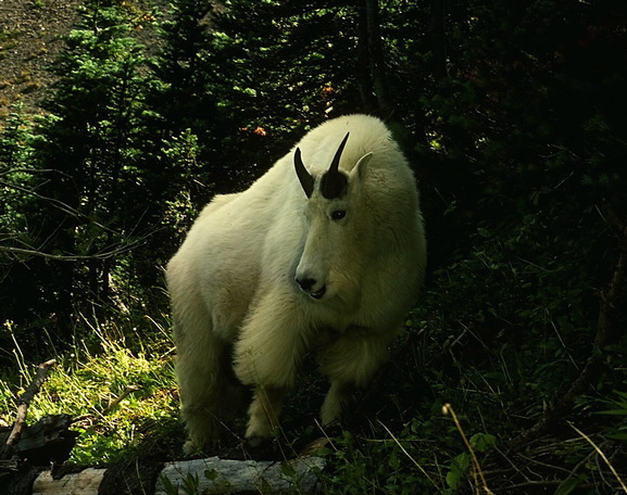 mountain_goat