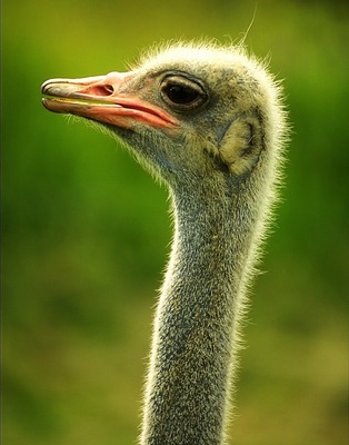 ostrich