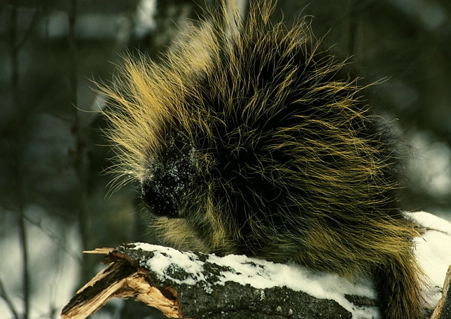 porcupine