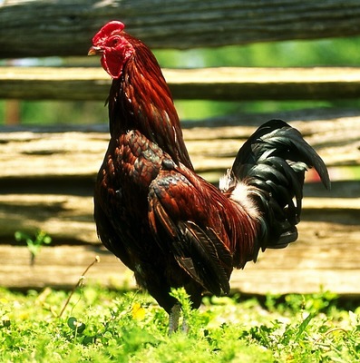 red_chicken