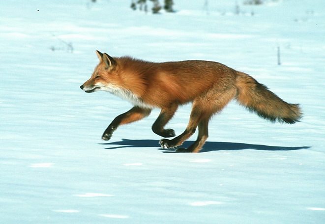 red_fox