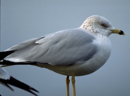 Larus delawarensis