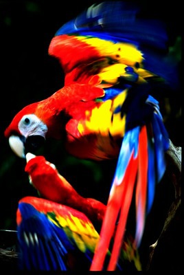 scarlet_macaw