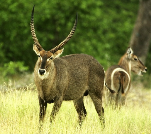 waterbuck