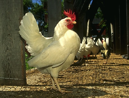 white_chicken