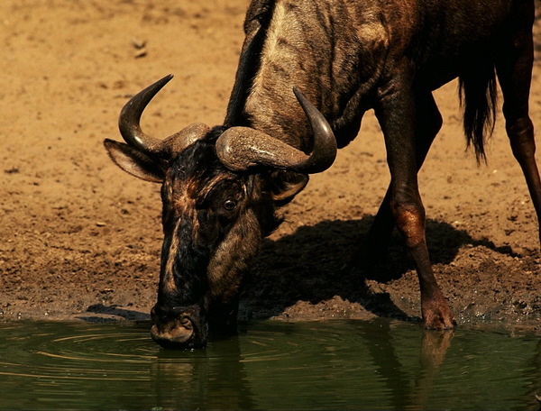 wildebeest