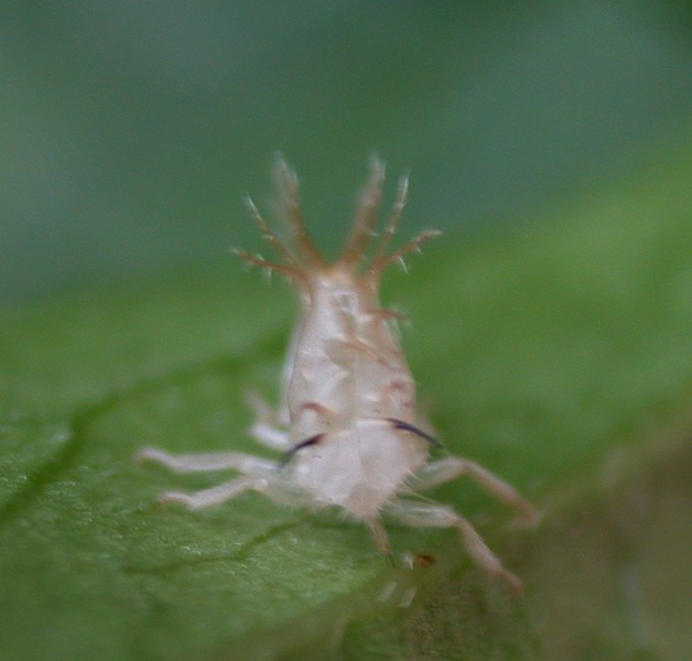 Hemiptera