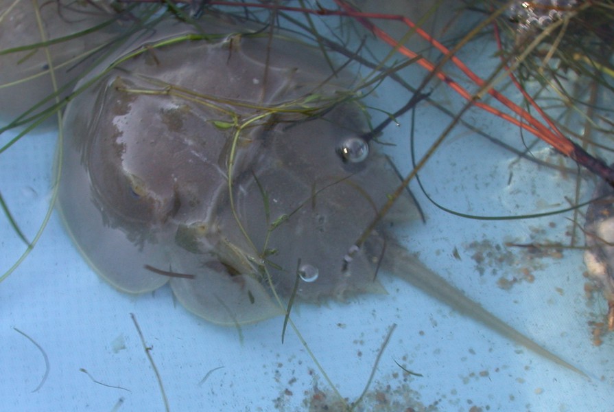 Limulus polyphemus