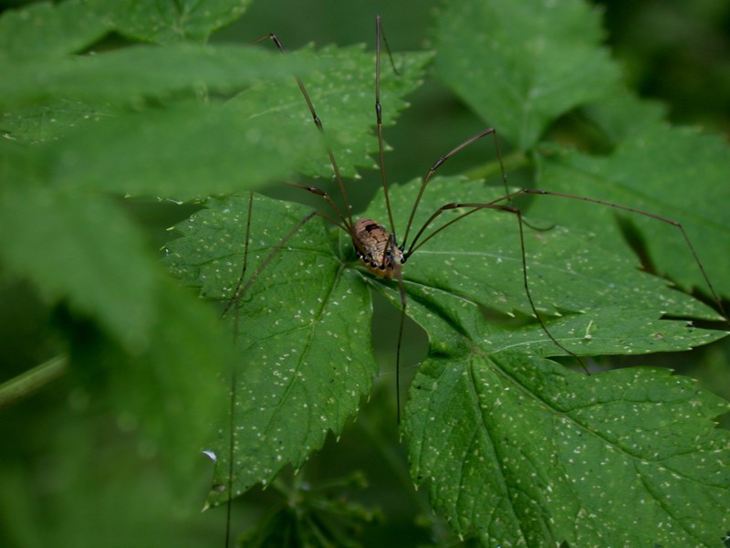 Opiliones