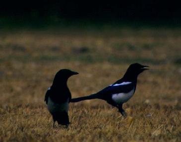 magpies