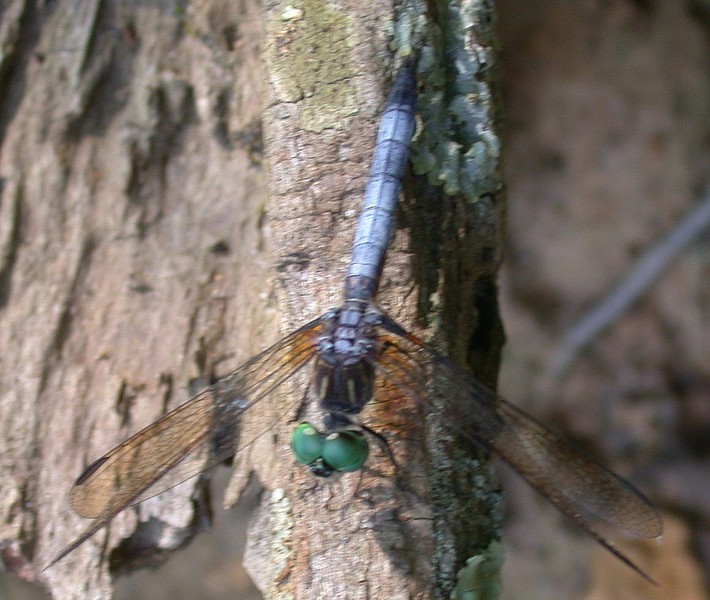 Odonata