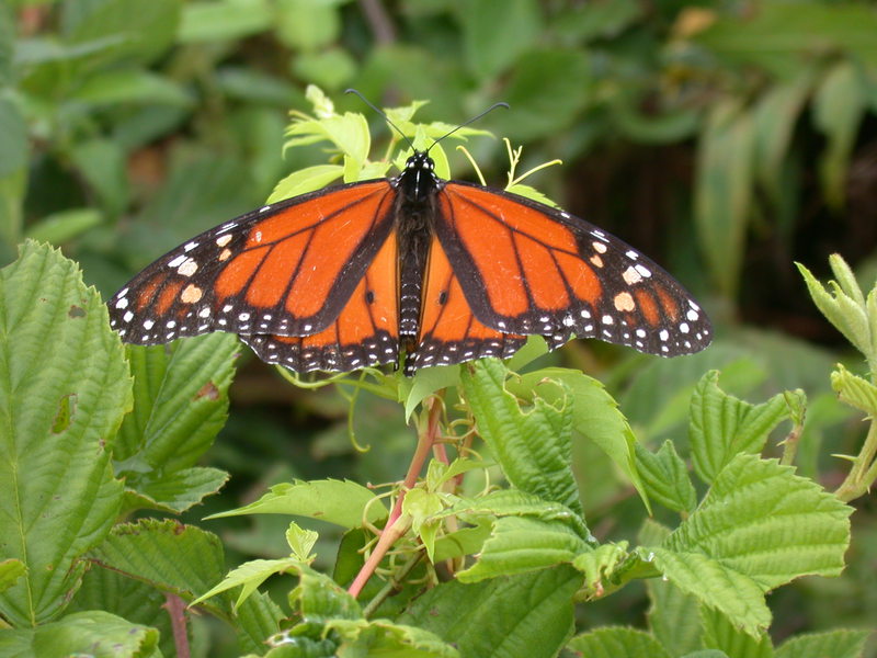 Nymphalidae