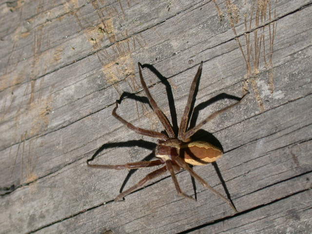 Arachnida