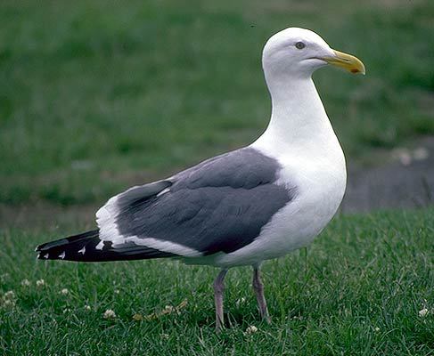 Larus occidentalis