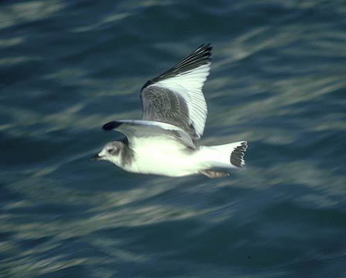 Laridae