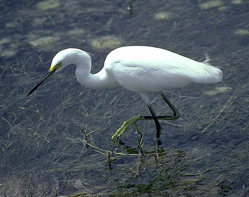 Egretta