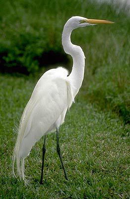 Ciconiiformes