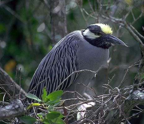 Nyctanassa violacea