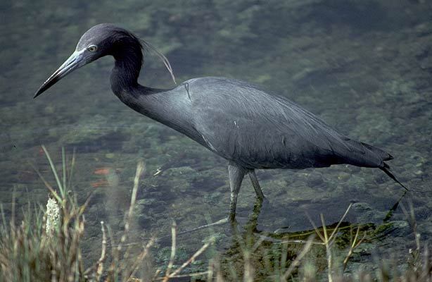 Ciconiiformes