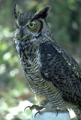 Bubo virginianus