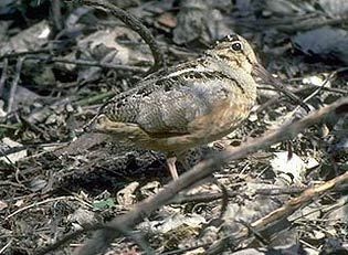 Charadriiformes