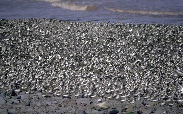 Charadriiformes