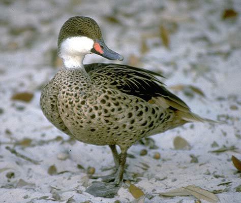 Anatidae