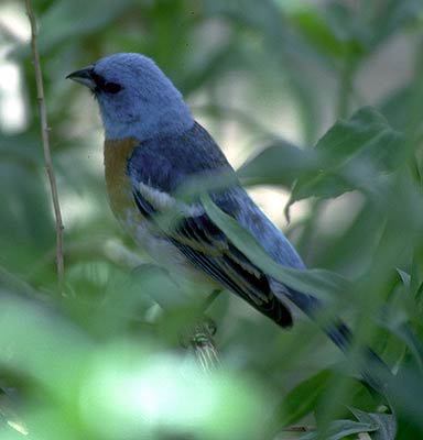 Passerina amoena