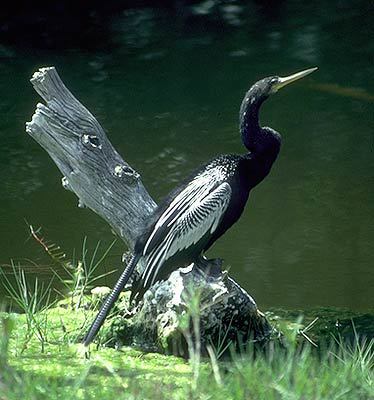 Anhinga