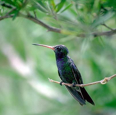 Trochilidae