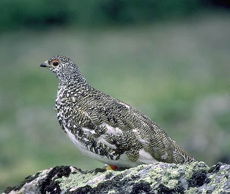 Galliformes