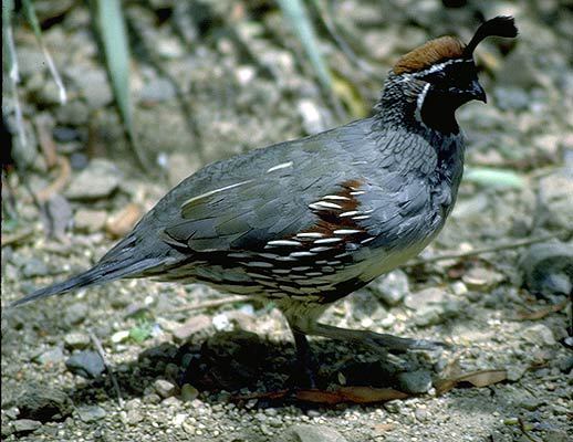 Galliformes