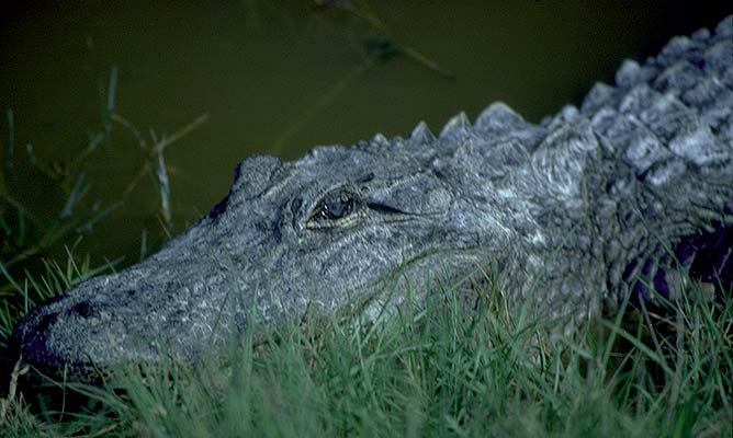 Alligator mississippiensis