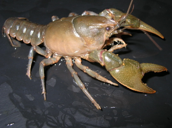 Cambarus