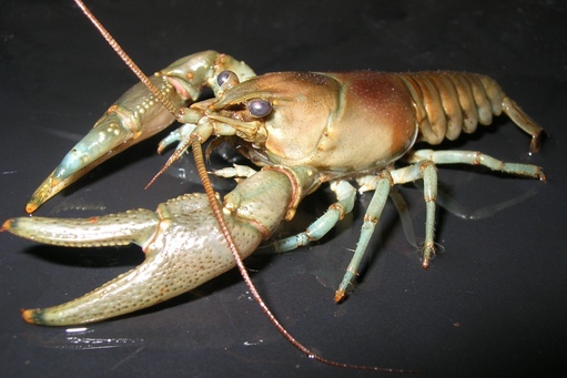 Crustacea