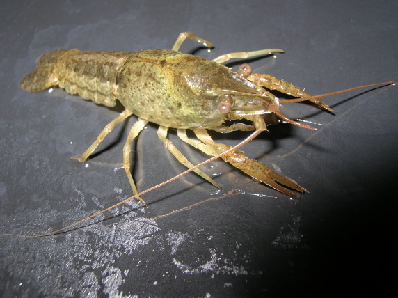 Procambarus acutus