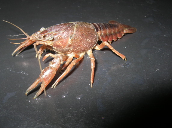 Astacoidea