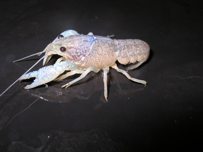 Procambarus