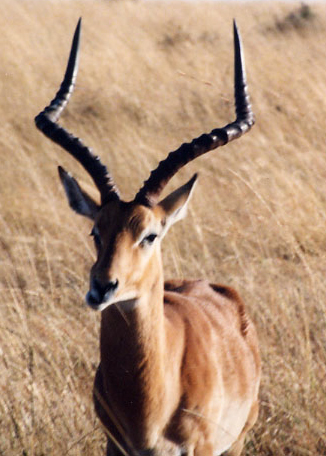 Aepyceros_malampus