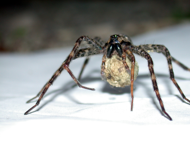 Photo of Dolomedes tenebrosus