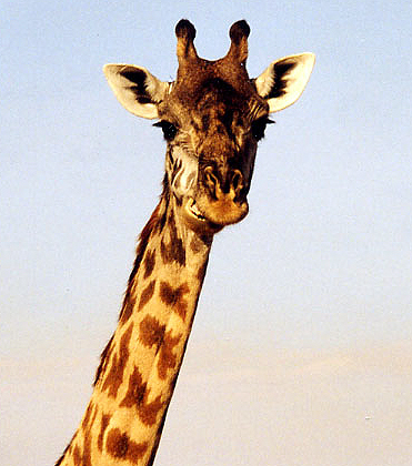 Giraffa_camelopardalis