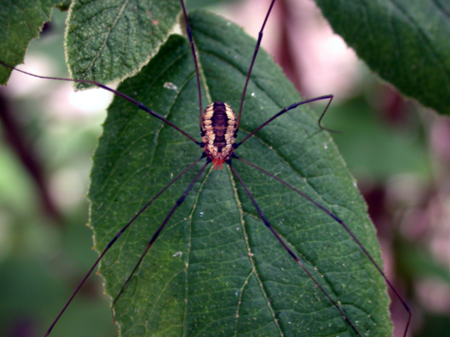 Photo of Opiliones