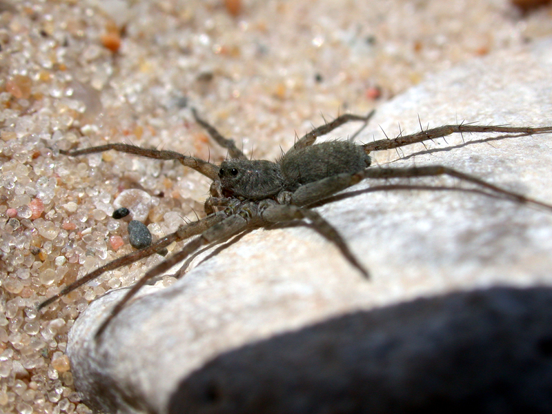 Arachnida