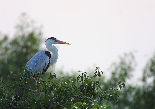 Deuterostomia